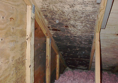 picture of an attic space with mold 